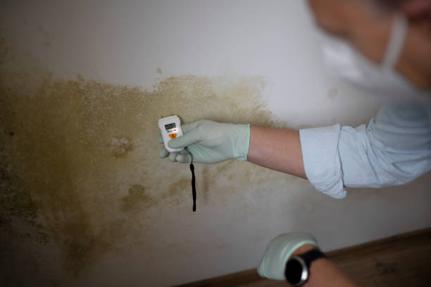 Best Emergency Mold Removal  in Beattyville, KY