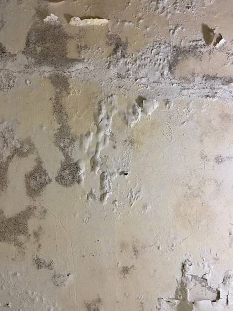 Best Mold Damage Repair  in Beattyville, KY